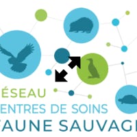 Examen d'un épervier en infirmerie - Le Responsable Capacitaire et une soigneuse